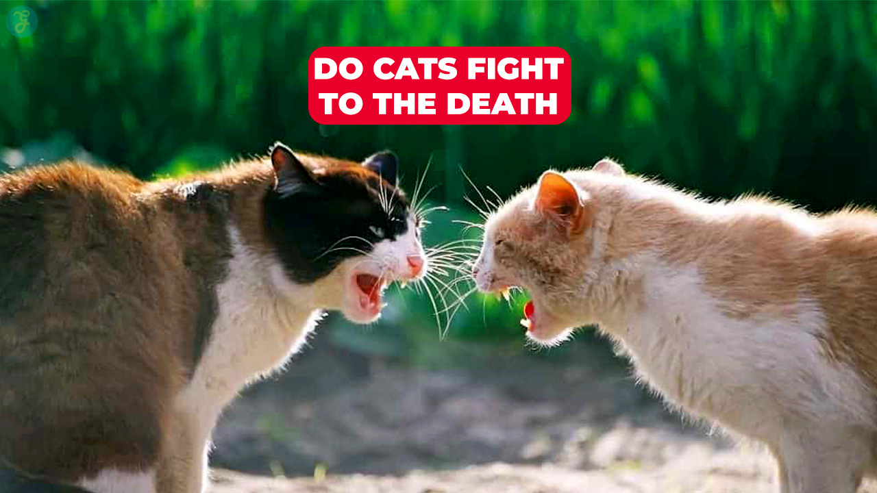 do cats fight to the death