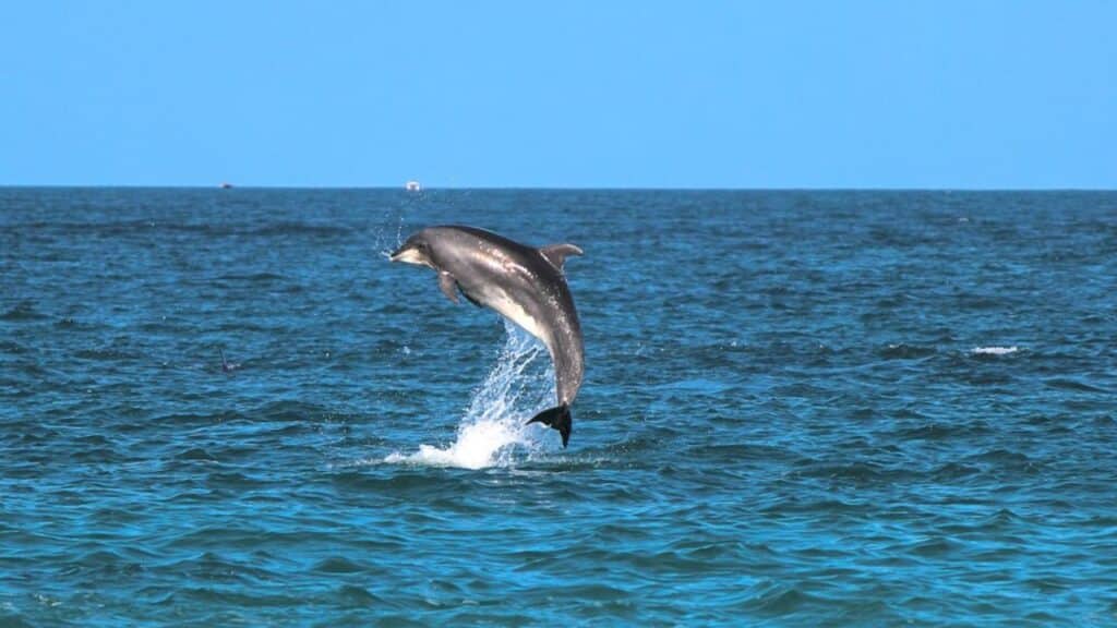Ethical Dolphin Watching in the Maldives