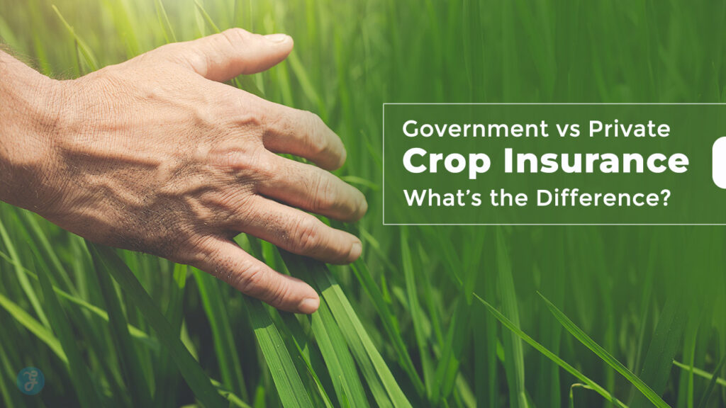 Government vs Private Crop Insurance What’s the Difference