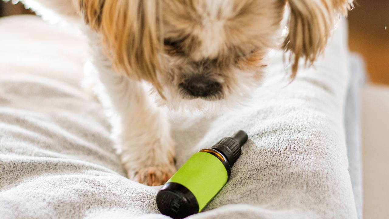 CBD Balm for dog