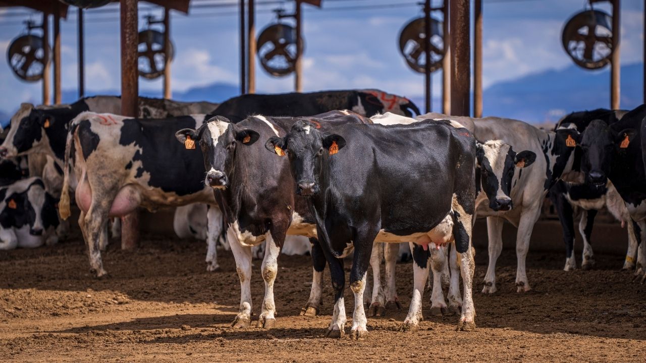 Cattle Joint Supplements