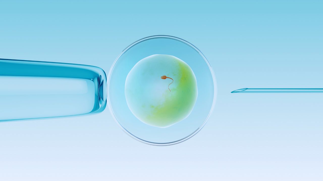 Egg Donation Procedure
