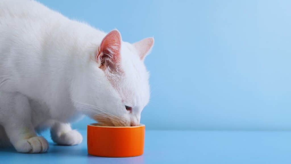 Adult Wet Cat Food Formulas