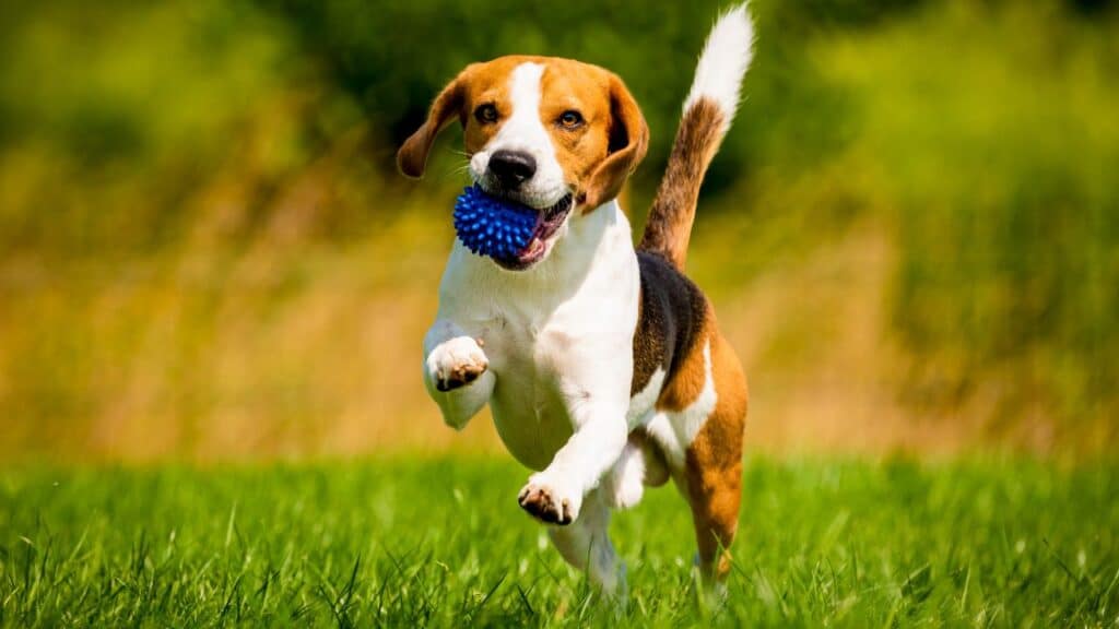 Best Dog Dental Chews