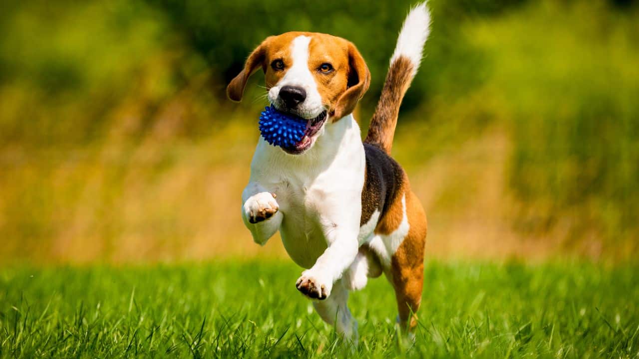 Best Dog Dental Chews