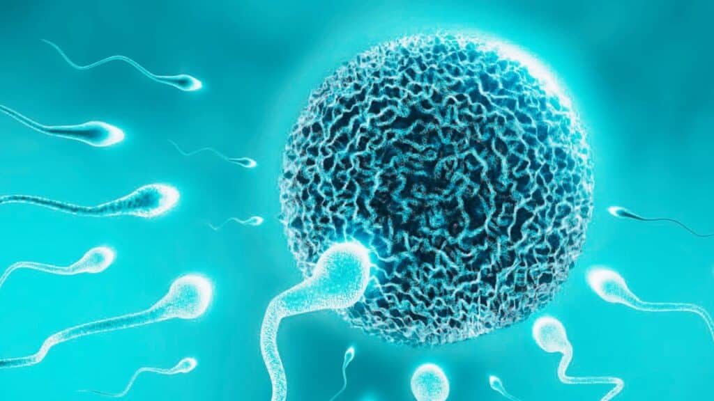 Egg Quality vs Embryo Quality