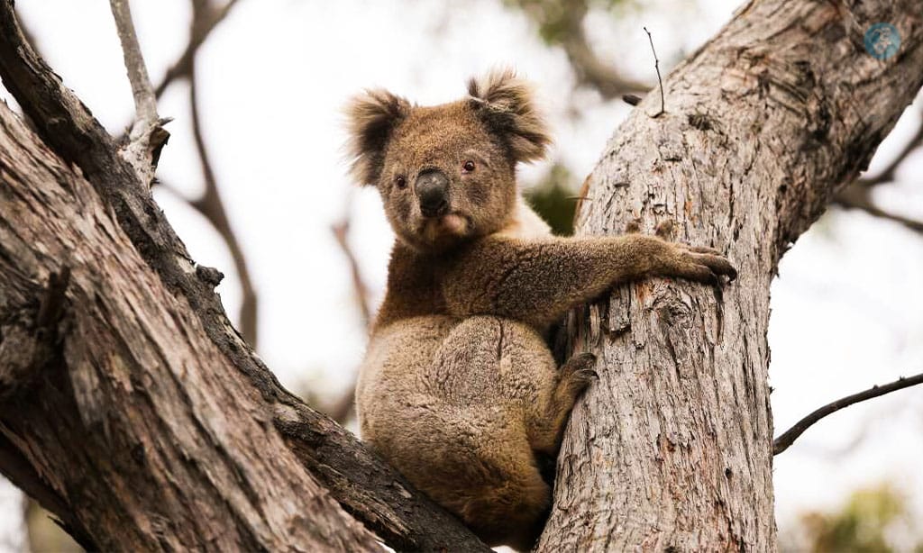 Enhanced Biodiversity Protection Laws