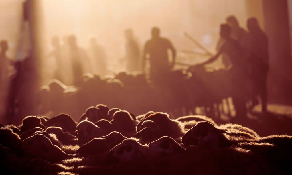 Environmental Impact of Eid al-Adha