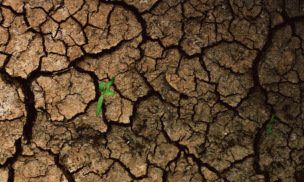 Incorporate Native Plants for Water Efficiency