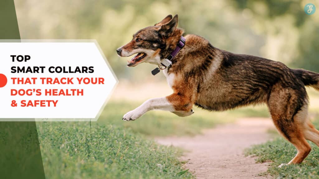 Smart Collars for Dog Health and Safety