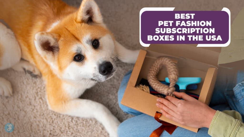 Best Pet Fashion Subscription Boxes In The USA