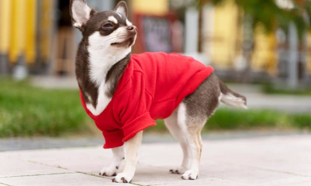 High-end pet accessories and clothing