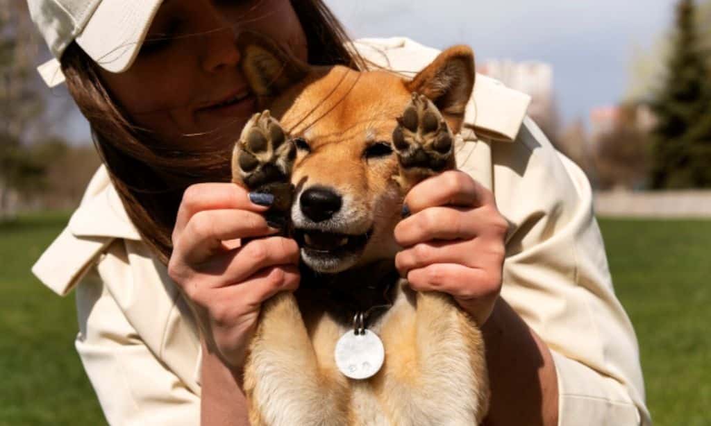 Pet ID Tags and Microchipping