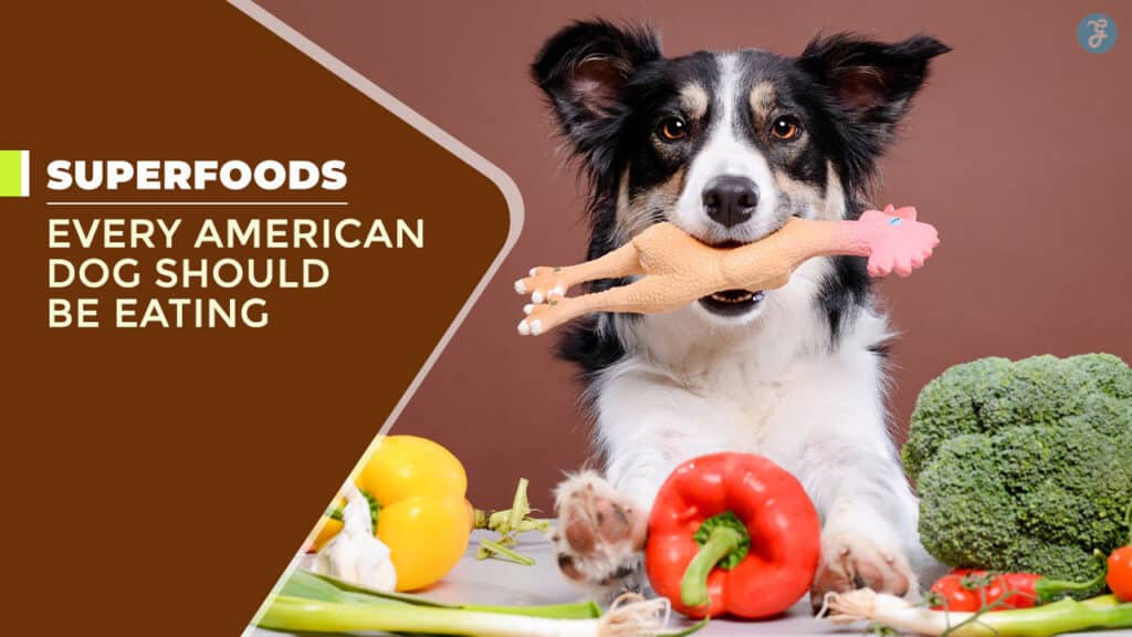 Superfoods for Dogs in America