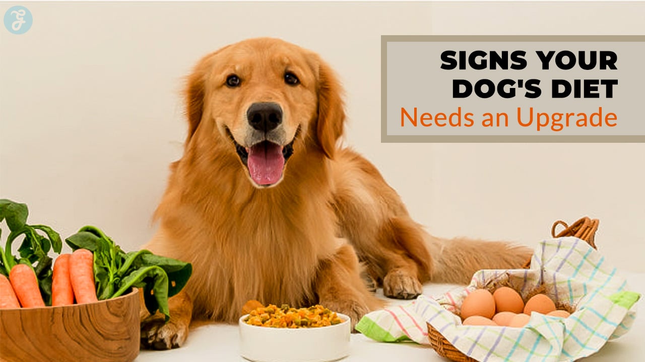 dog diet