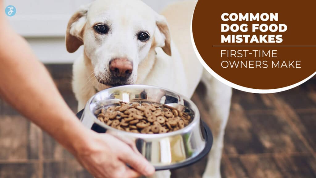 Common Dog Food Mistakes First-Time Owners Make