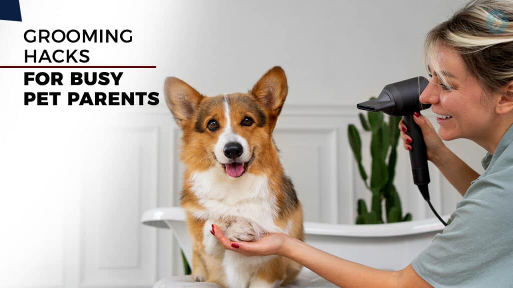 10 Grooming Hacks for Busy Pet Parents