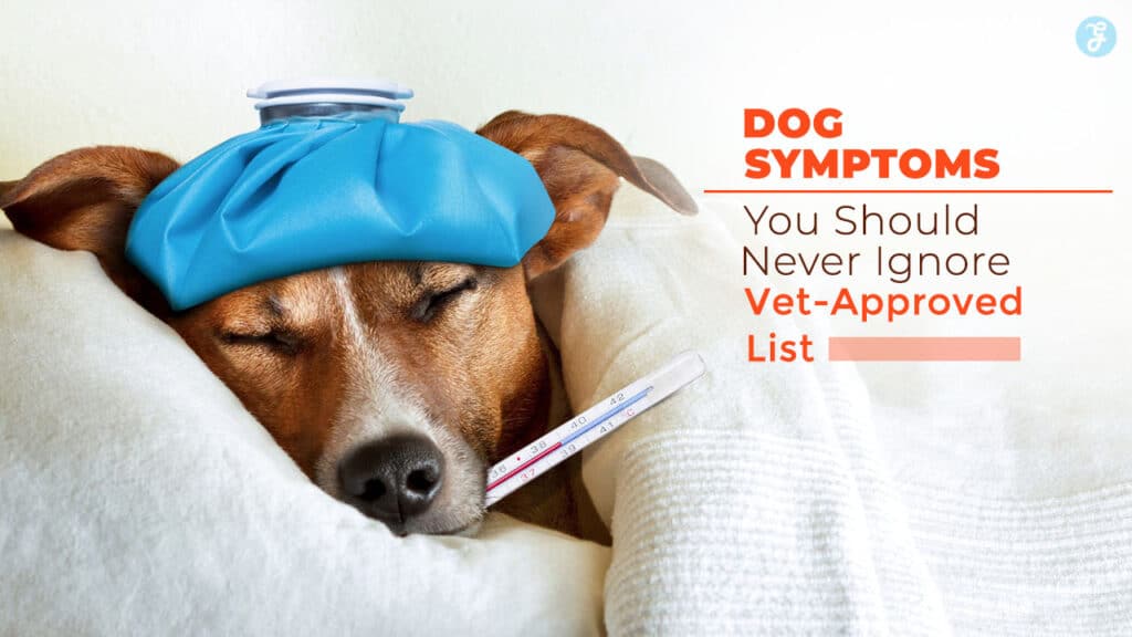 Dog Symptoms You Should Never Ignore