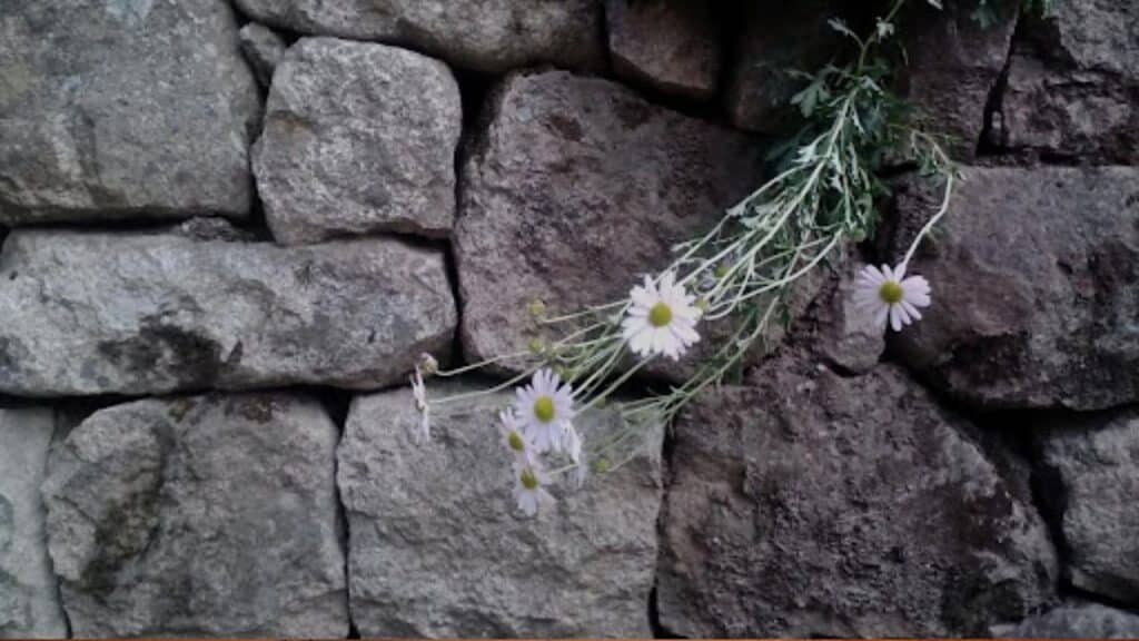 White chrysanthemum blooming on a stone wall, symbolizing remembrance and resilience in the history of comfort women.