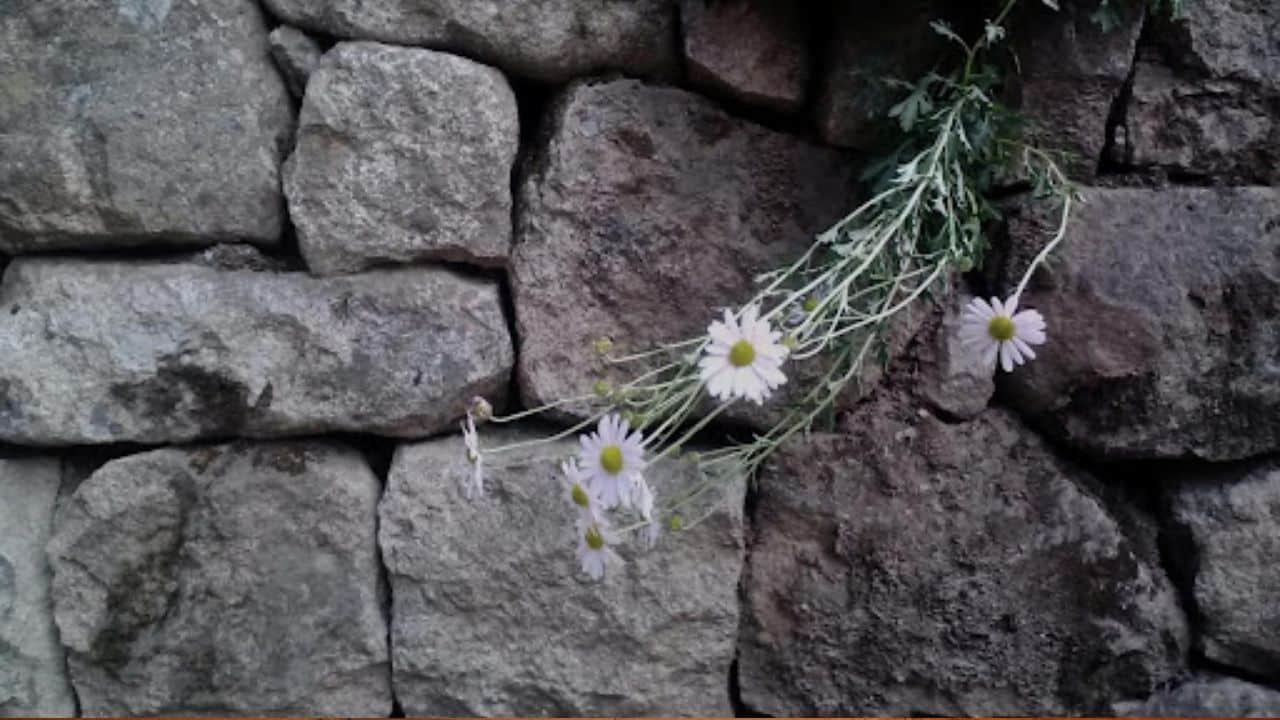 White chrysanthemum blooming on a stone wall, symbolizing remembrance and resilience in the history of comfort women.
