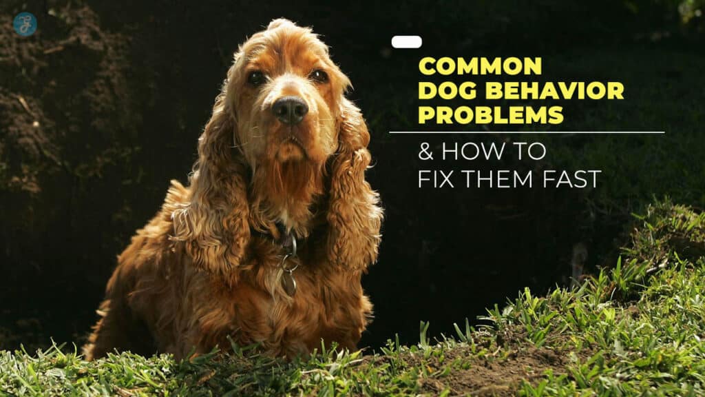 Common Dog Behavior Problems