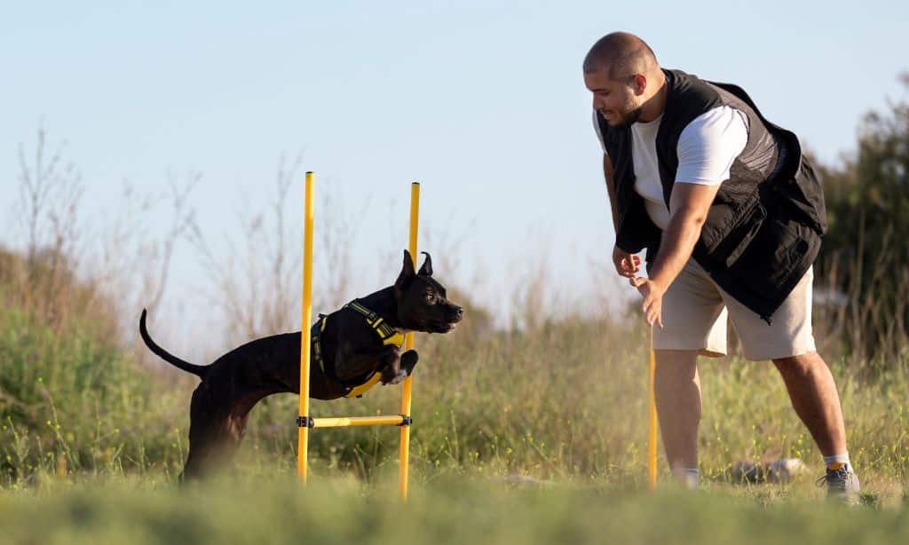 Dog Training Myths
