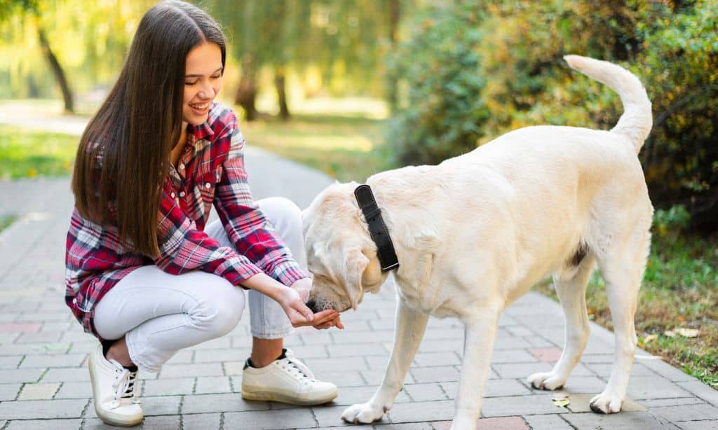 How Can I Stop My Dog from Barking Excessively