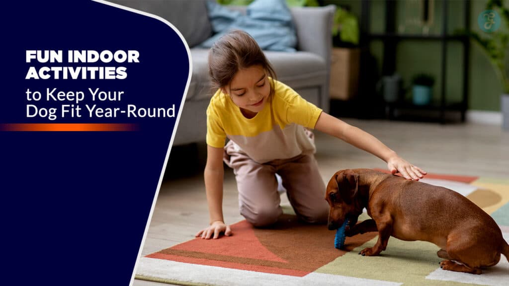 Indoor Activities to Keep Your Dog Fit Year-Round