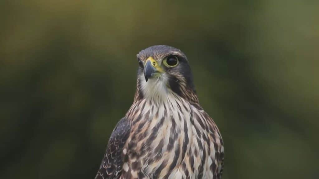 Kārearea Falcon Wins New Zealand’s Bird of the Year 2025