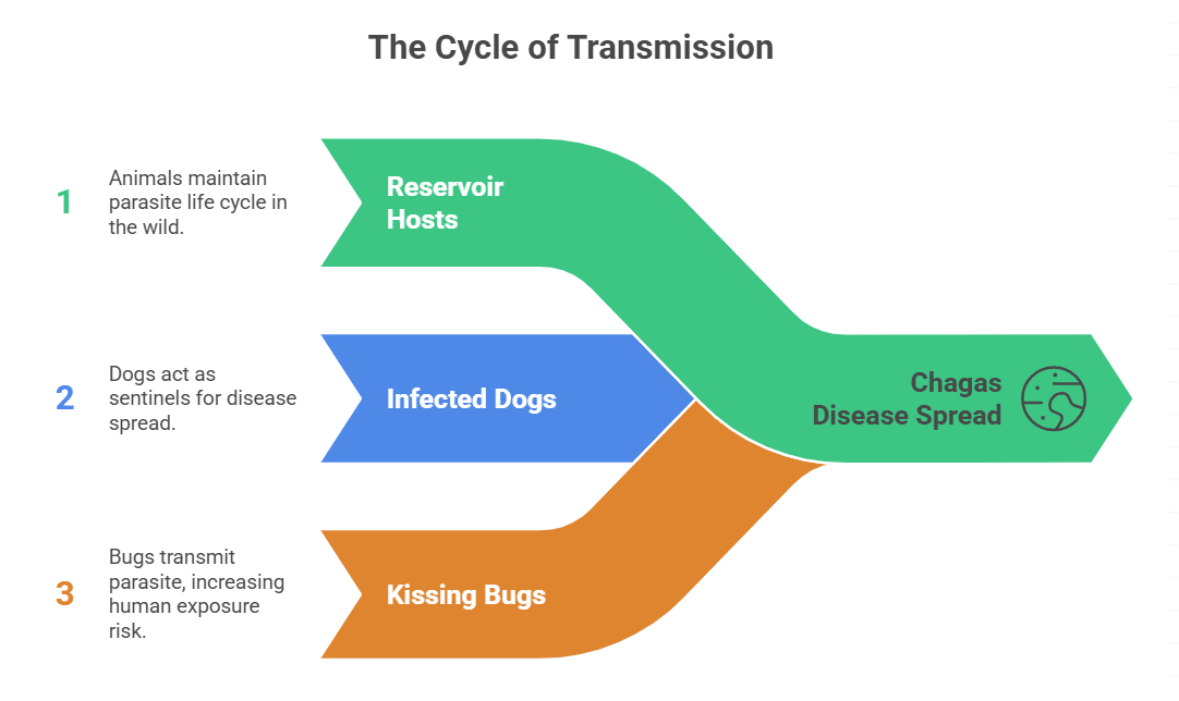Pets and Wildlife as Hidden Reservoirs