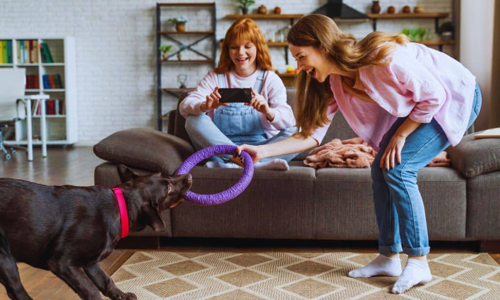 What puzzle games and interactive toys help keep my dog active