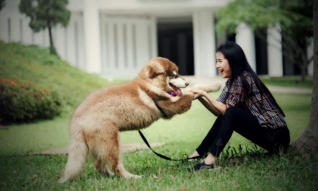 When Should I Seek Professional Help for Dog Behavior