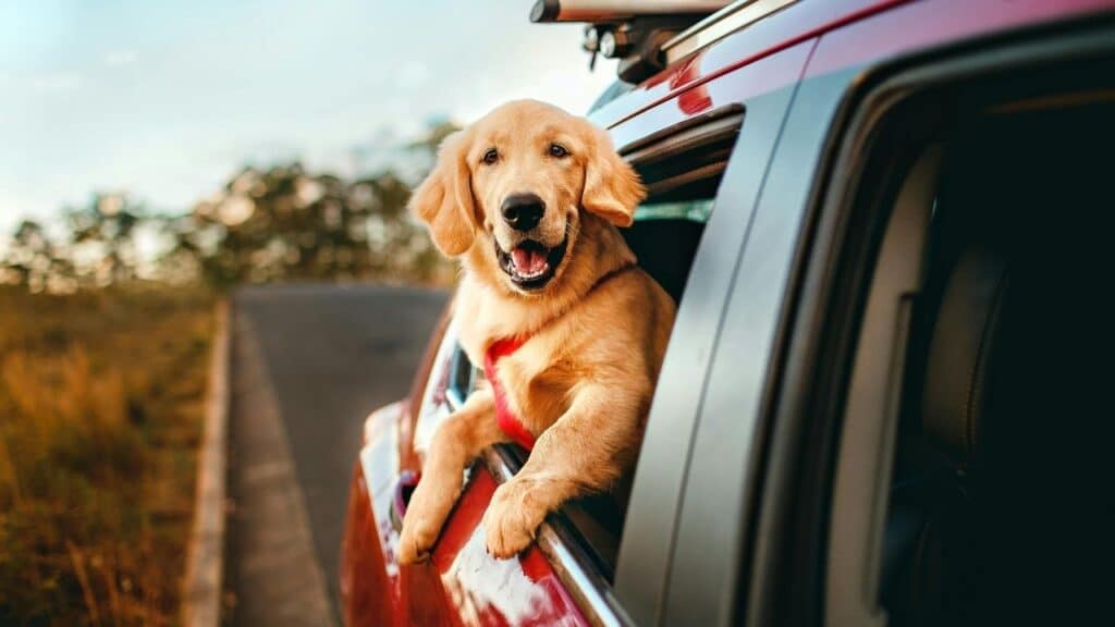 Why Your Pet Hates The Car