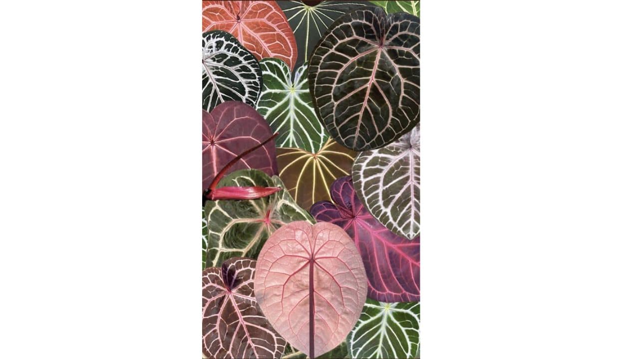 medicinal plants learning resources