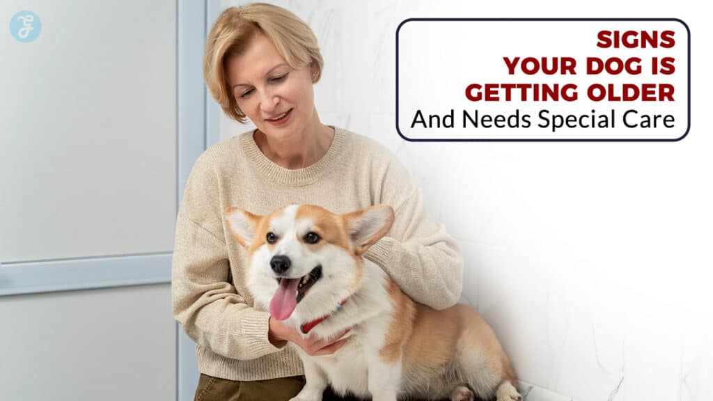 10 Signs Your Dog Is Getting Older (And Needs Special Care)