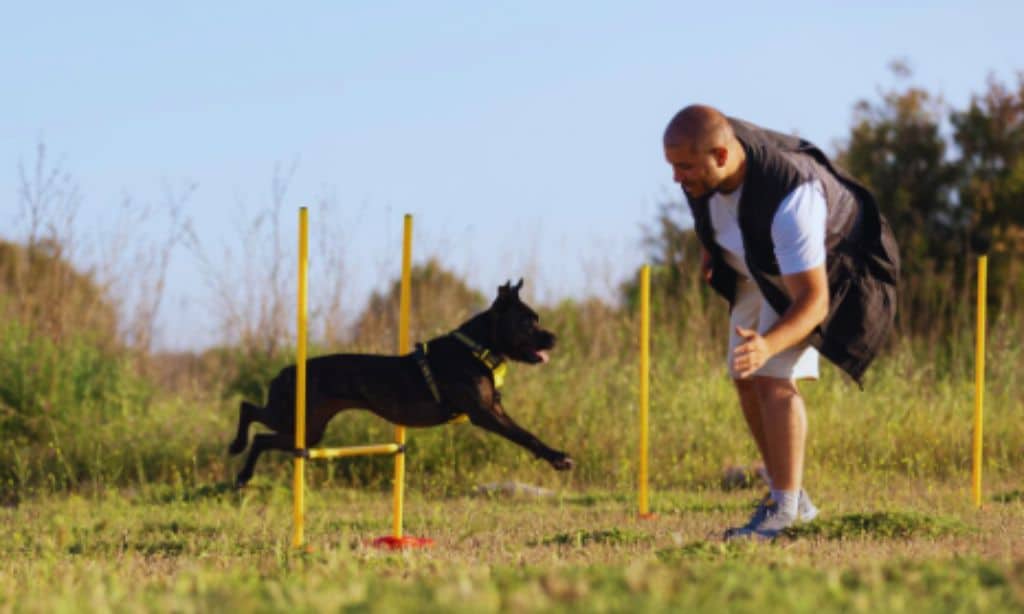 Essential Agility Training Equipment for Dogs