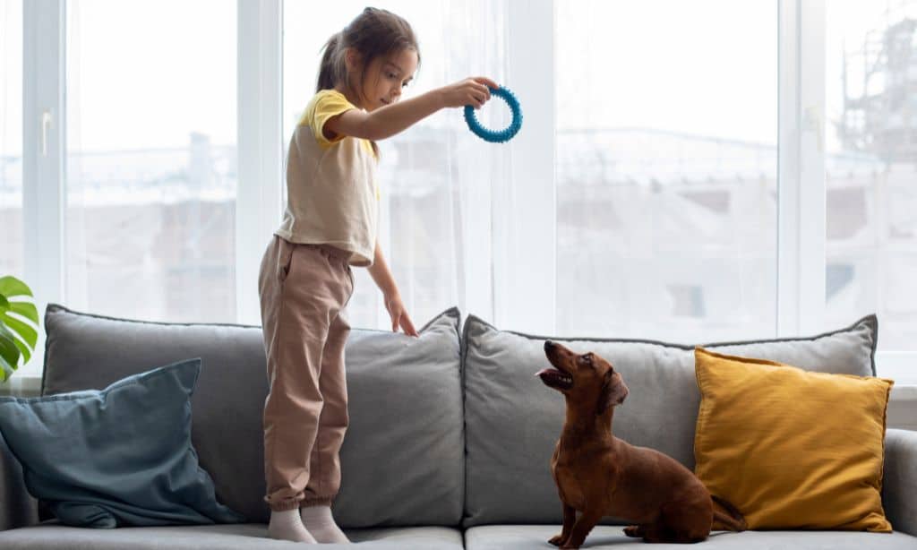 Interactive Fetch Toys to Energize Playtime