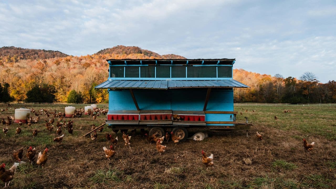 Simple Fixes for Problems First-Time Chicken Keepers Encounter