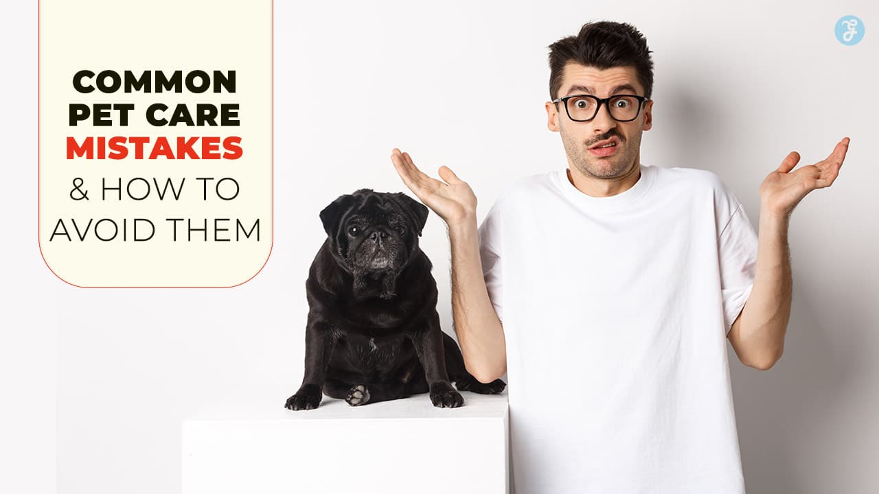 Common pet care mistakes