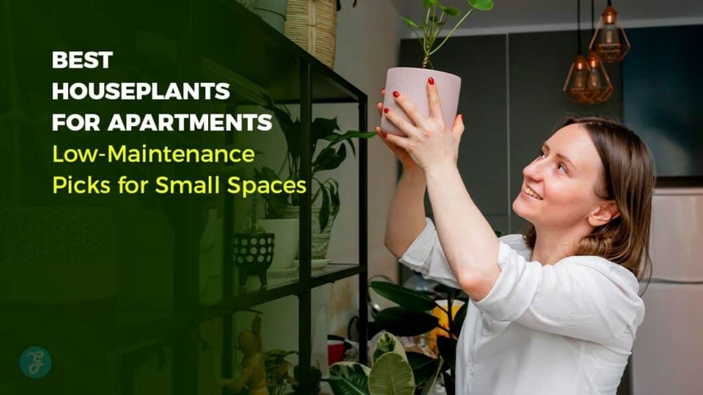 best houseplants for apartments