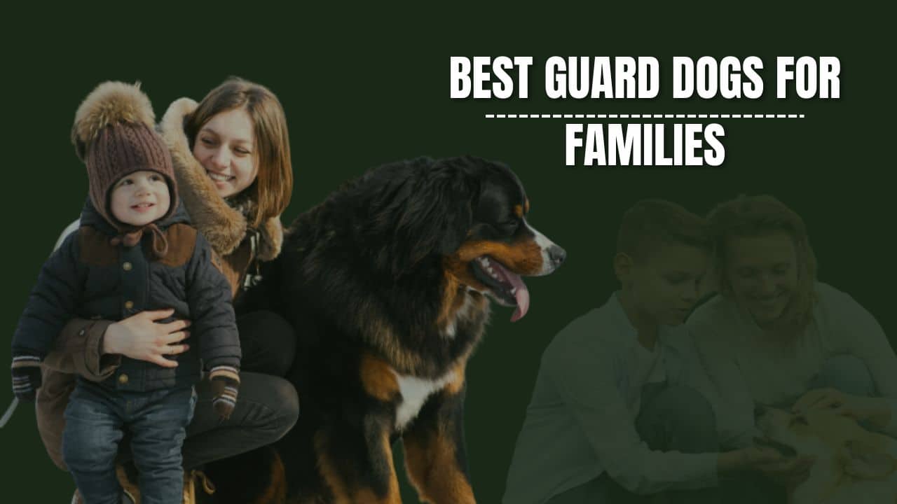 Best Guard Dogs for Families