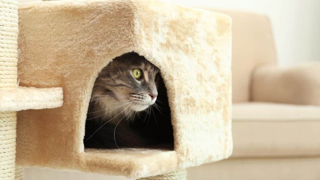 How Today’s Cats Are Redefining What It Means To Be A Household Companion