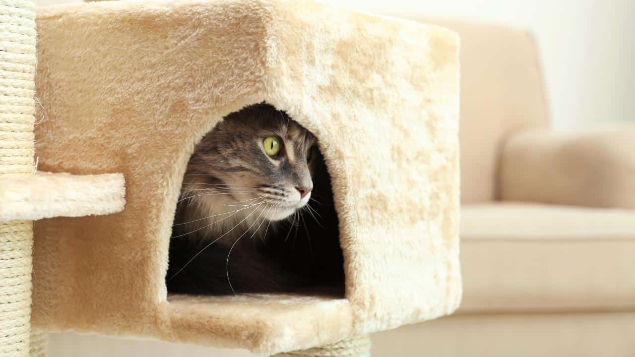 How Today’s Cats Are Redefining What It Means To Be A Household Companion