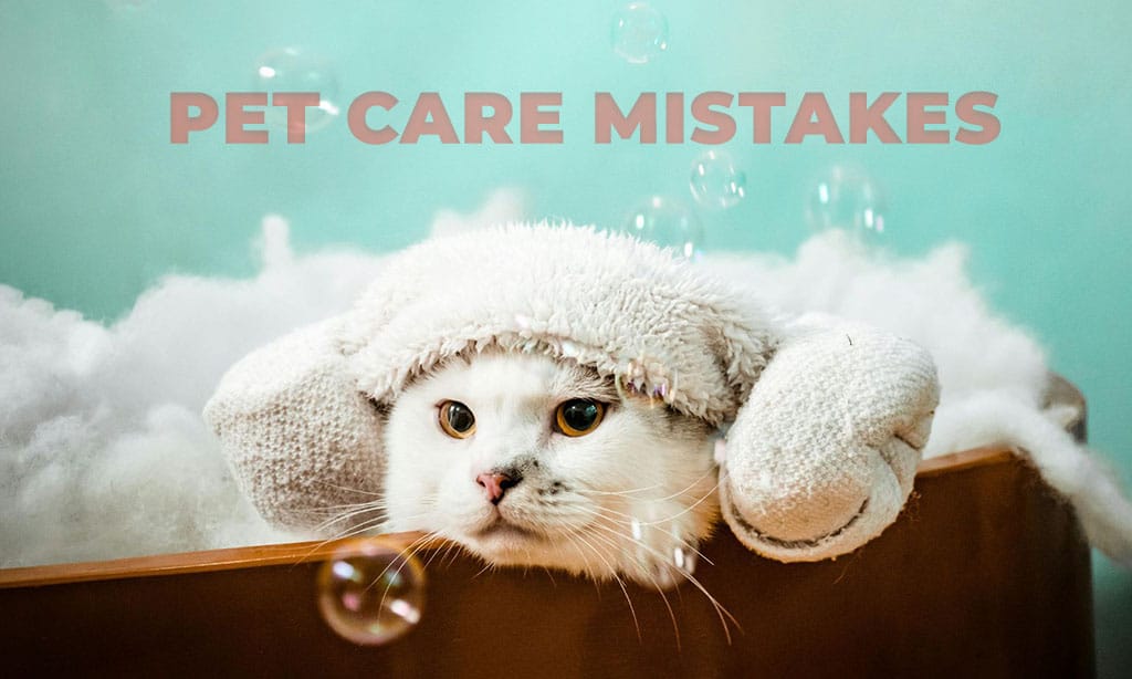 Common pet care mistakes