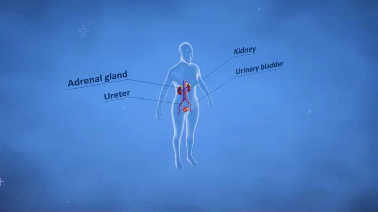 SGLT2 Inhibitors Deliver Strong Kidney and Heart Protection Globally