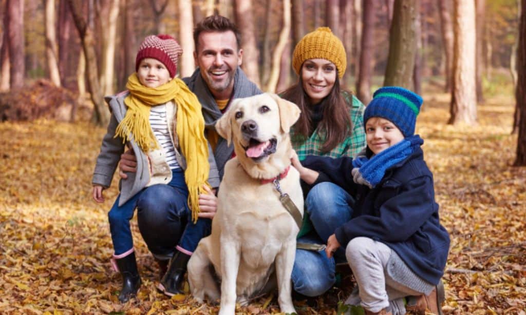 Top 10 Best Guard Dogs for Families