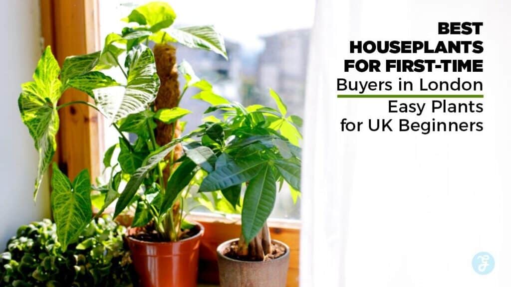 best houseplants for first-time buyers in London