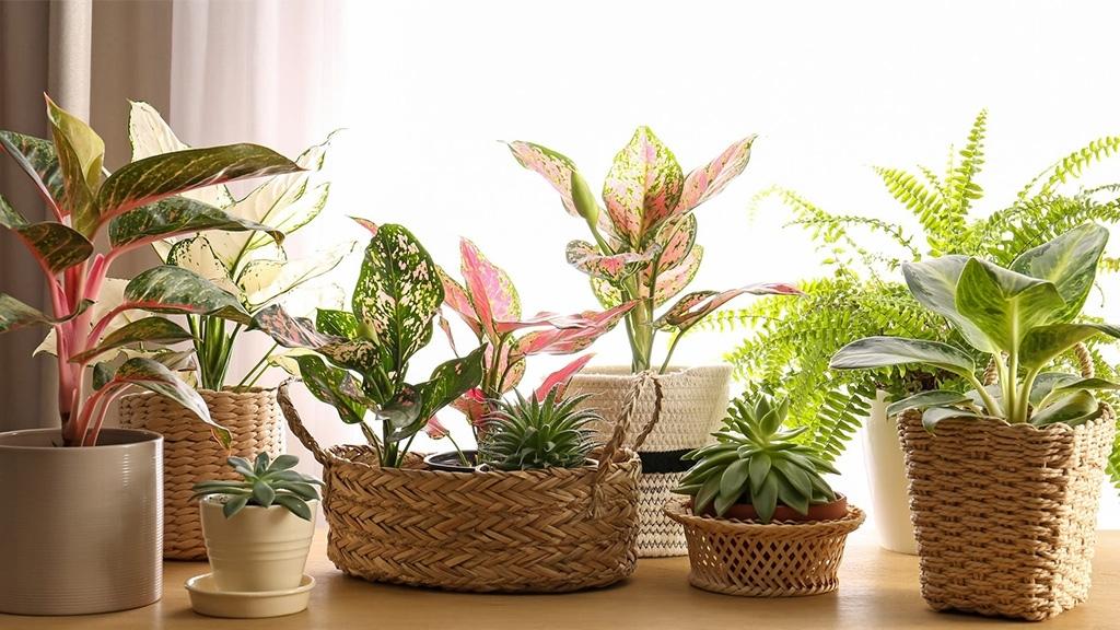 best houseplants for first-time buyers in London