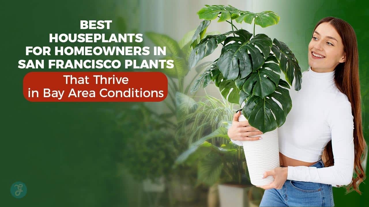 best houseplants for san francisco homeowners