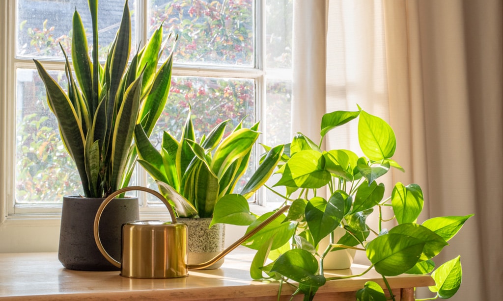 best houseplants for small spaces